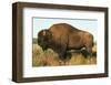 Spirit of the Plains-null-Framed Art Print