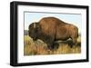 Spirit of the Plains-null-Framed Art Print