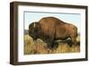 Spirit of the Plains-null-Framed Art Print