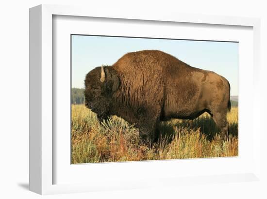 Spirit of the Plains-null-Framed Art Print