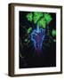 Spirit-Jeff Sullivan-Framed Giclee Print