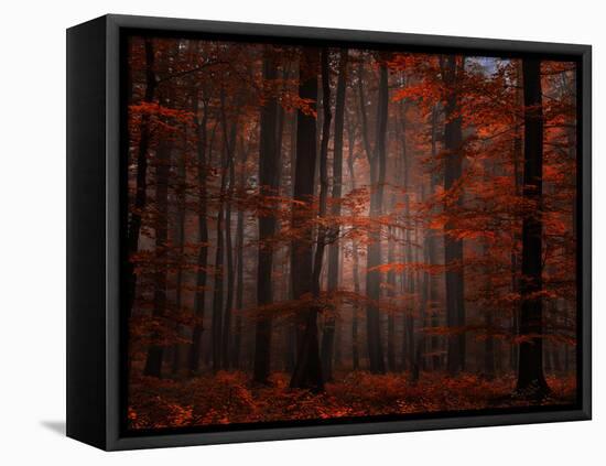 Spiritual Wood-Philippe Sainte-Laudy-Framed Stretched Canvas
