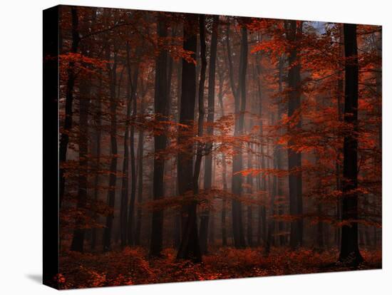 Spiritual Wood-Philippe Sainte-Laudy-Stretched Canvas