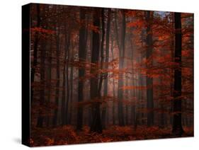 Spiritual Wood-Philippe Sainte-Laudy-Stretched Canvas