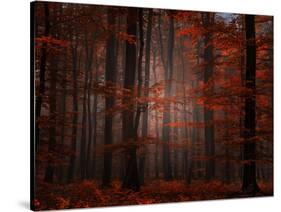 Spiritual Wood-Philippe Sainte-Laudy-Stretched Canvas