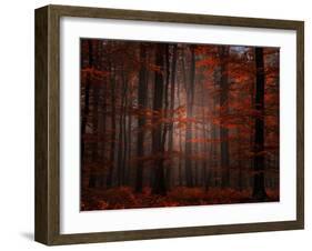 Spiritual Wood-Philippe Sainte-Laudy-Framed Photographic Print