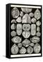 Spirobranchia or Fanworms-Ernst Haeckel-Framed Stretched Canvas