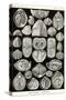 Spirobranchia or Fanworms-Ernst Haeckel-Stretched Canvas