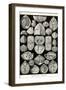 Spirobranchia or Fanworms-Ernst Haeckel-Framed Art Print