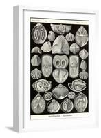 Spirobranchia or Fanworms-Ernst Haeckel-Framed Art Print