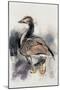 Spitalfields Goose, 1997-Mark Adlington-Mounted Giclee Print