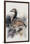 Spitalfields Goose, 1997-Mark Adlington-Framed Giclee Print