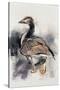 Spitalfields Goose, 1997-Mark Adlington-Stretched Canvas