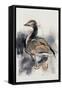 Spitalfields Goose, 1997-Mark Adlington-Framed Stretched Canvas