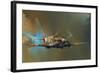 Spitfire-Barrie Clark-Framed Art Print