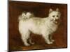 Spitz Dog, c.1760-70-Thomas Gainsborough-Mounted Giclee Print