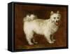 Spitz Dog, c.1760-70-Thomas Gainsborough-Framed Stretched Canvas