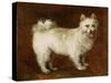 Spitz Dog, c.1760-70-Thomas Gainsborough-Stretched Canvas