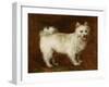 Spitz Dog, c.1760-70-Thomas Gainsborough-Framed Giclee Print