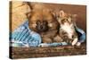 Spitz Puppy And Kitten Breeds Maine Coon, Cat And Dog-Lilun-Stretched Canvas