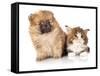 Spitz Puppy and Kitten Breeds Maine Coon, Cat and Dog-Lilun-Framed Stretched Canvas