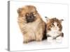 Spitz Puppy and Kitten Breeds Maine Coon, Cat and Dog-Lilun-Stretched Canvas