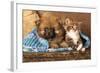 Spitz Puppy And Kitten Breeds Maine Coon, Cat And Dog-Lilun-Framed Photographic Print