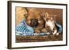 Spitz Puppy And Kitten Breeds Maine Coon, Cat And Dog-Lilun-Framed Photographic Print