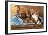 Spitz Puppy And Kitten Breeds Maine Coon, Cat And Dog-Lilun-Framed Photographic Print