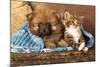 Spitz Puppy And Kitten Breeds Maine Coon, Cat And Dog-Lilun-Mounted Photographic Print