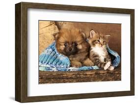 Spitz Puppy And Kitten Breeds Maine Coon, Cat And Dog-Lilun-Framed Photographic Print