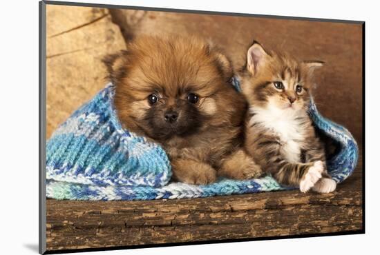 Spitz Puppy And Kitten Breeds Maine Coon, Cat And Dog-Lilun-Mounted Photographic Print