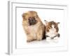 Spitz Puppy and Kitten Breeds Maine Coon, Cat and Dog-Lilun-Framed Photographic Print