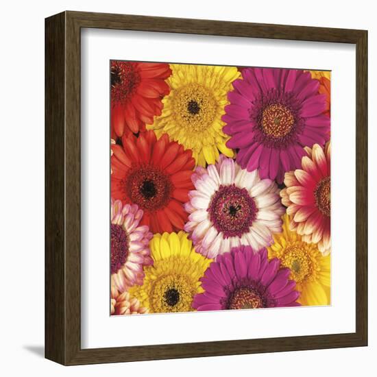 Splash of Color I-Assaf Frank-Framed Art Print