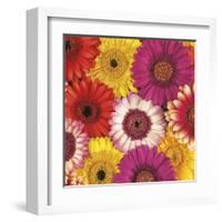 Splash of Color I-Assaf Frank-Framed Art Print