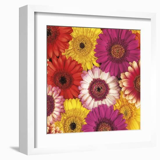 Splash of Color I-Assaf Frank-Framed Art Print