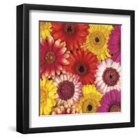 Splash of Color II-Assaf Frank-Framed Art Print