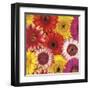 Splash of Color II-Assaf Frank-Framed Art Print