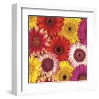 Splash of Color II-Assaf Frank-Framed Art Print