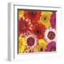 Splash of Color II-Assaf Frank-Framed Art Print