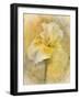 Splash of Spring-Jai Johnson-Framed Giclee Print