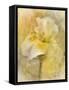 Splash of Spring-Jai Johnson-Framed Stretched Canvas