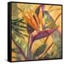 Splash of the Tropics I-Nanette Oleson-Framed Stretched Canvas