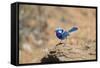 Splendid Fairy-Wren-null-Framed Stretched Canvas