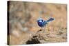 Splendid Fairy-Wren-null-Stretched Canvas