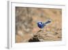 Splendid Fairy-Wren-null-Framed Photographic Print