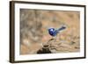 Splendid Fairy-Wren-null-Framed Photographic Print