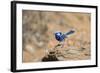 Splendid Fairy-Wren-null-Framed Photographic Print