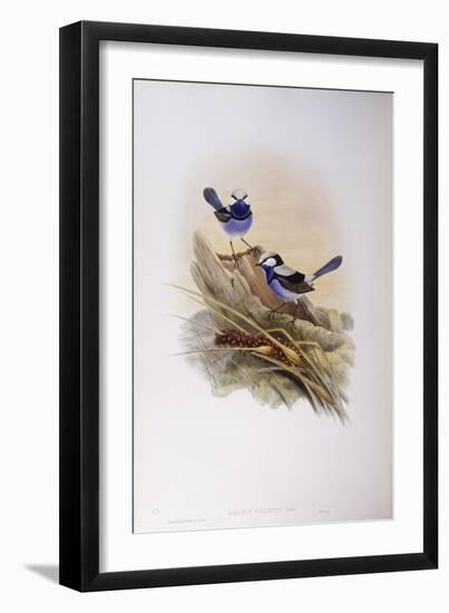 Splendid Fairywren (Malurus Splendens)-John Gould-Framed Giclee Print