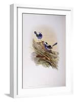 Splendid Fairywren (Malurus Splendens)-John Gould-Framed Giclee Print